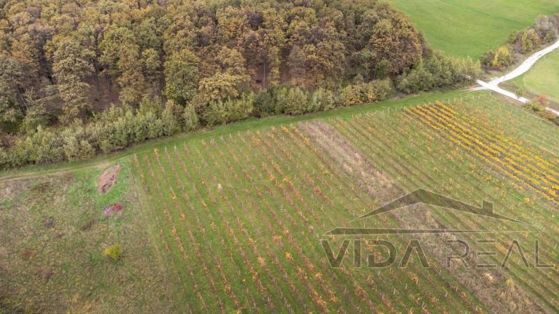 DJI_0900 copy.jpg